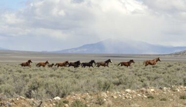 More than 14,000 wild horses set to be removed from western U.S.