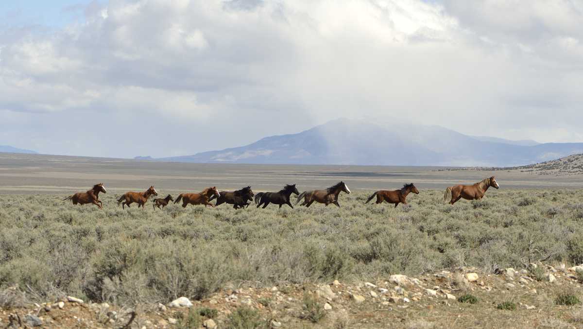 More than 14,000 wild horses set to be removed from western U.S.