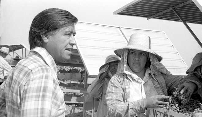 Labor activist Cesar Chavez (1927 - 1993) speaks with a farm worker picking grapes in a field, Delano, California, ca.1975. (Photo by Cathy Murphy/Getty Images)