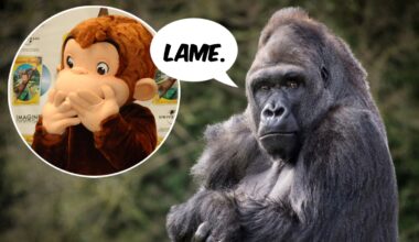 Not So Curious: Gorillas Snub Tossed Curious George Toy
