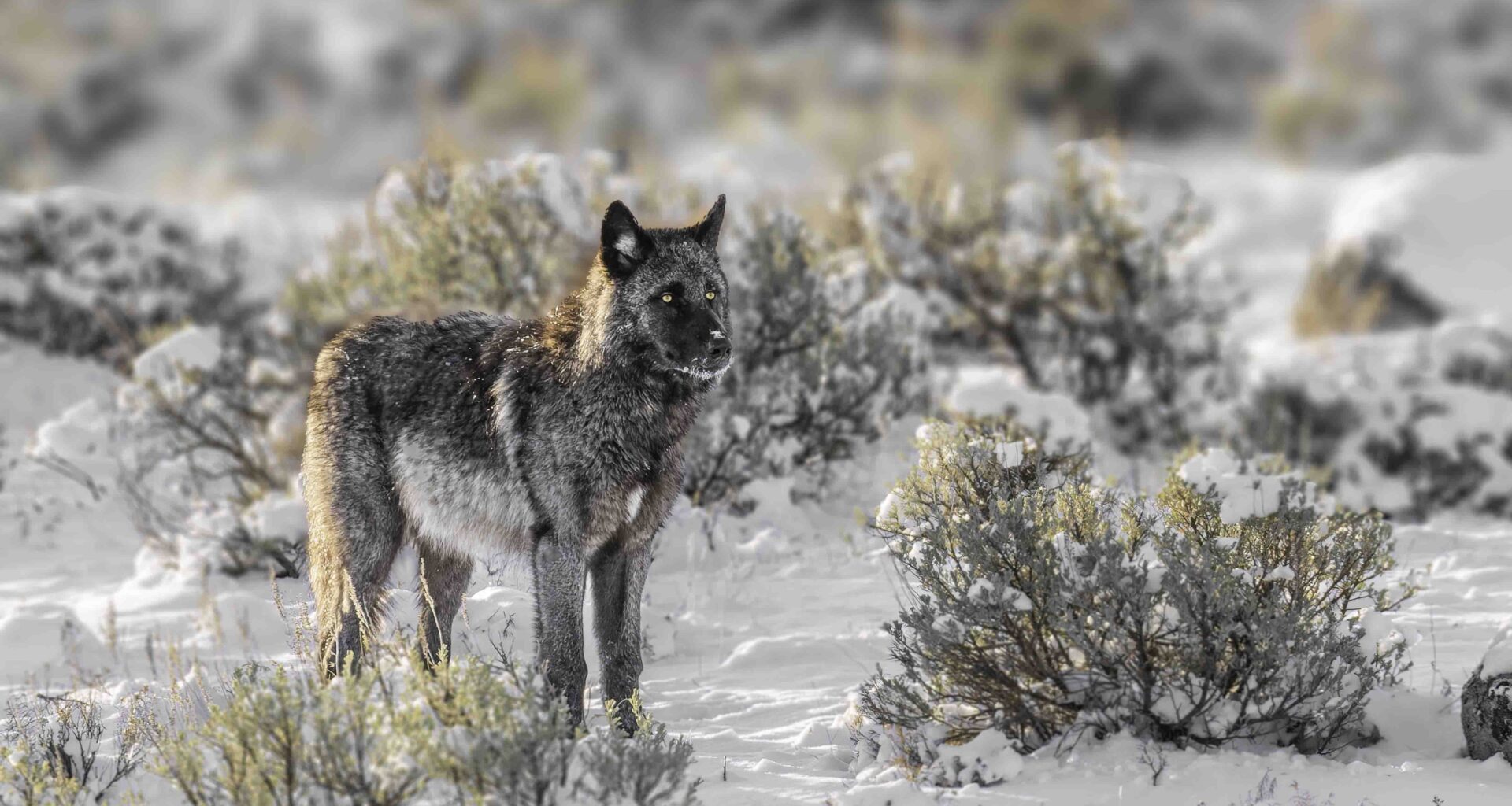 Cowboy State Daily logo