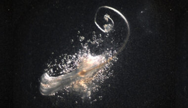 Fully Functional Hair Follicles Have Been Grown in The Lab For The First Time : ScienceAlert