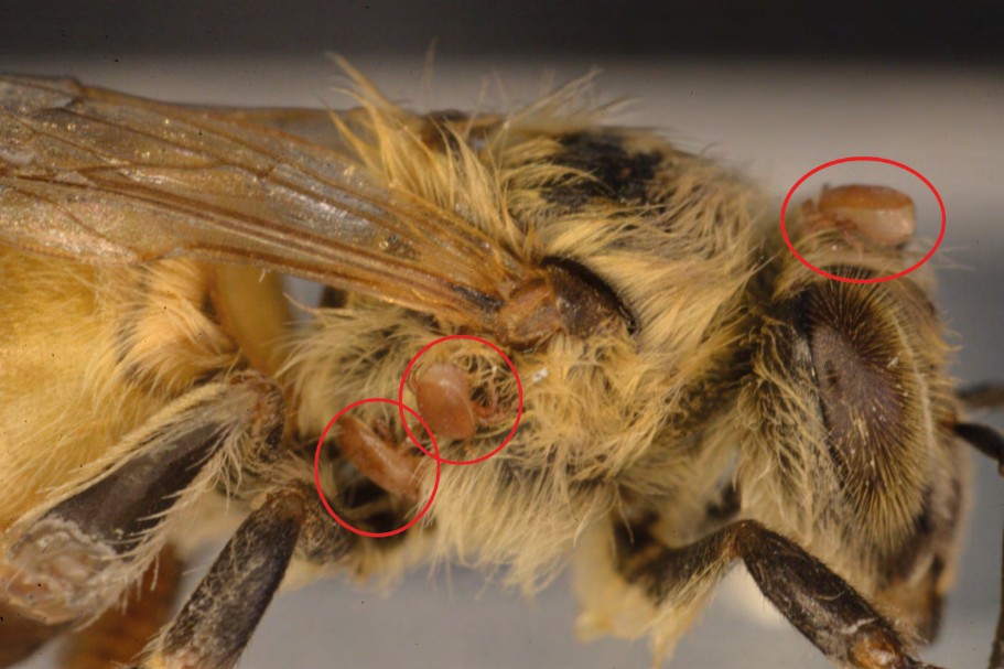 Close-up side view of a honey bee with three small invasive mites attached to its body, highlighted by red circles around the head, thorax, and base of the wing.