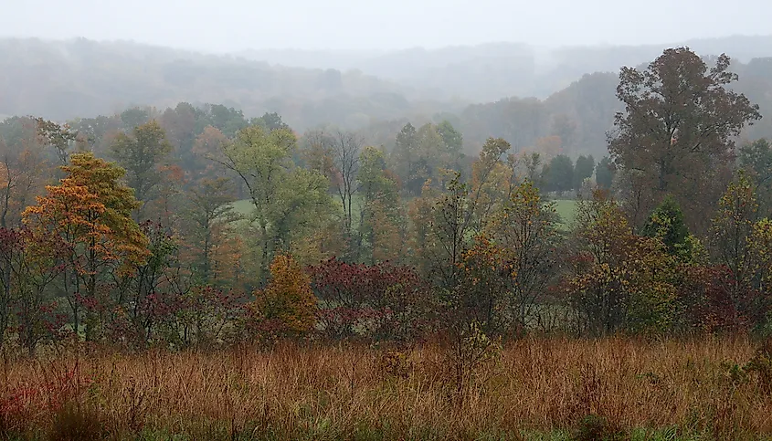 Views of trees in the Hoosier National Forest during autumn.