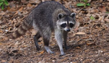 What pet owners need to know – Action News Jax