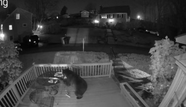 Black bear spotted on Ring camera in Waltham – Boston 25 News