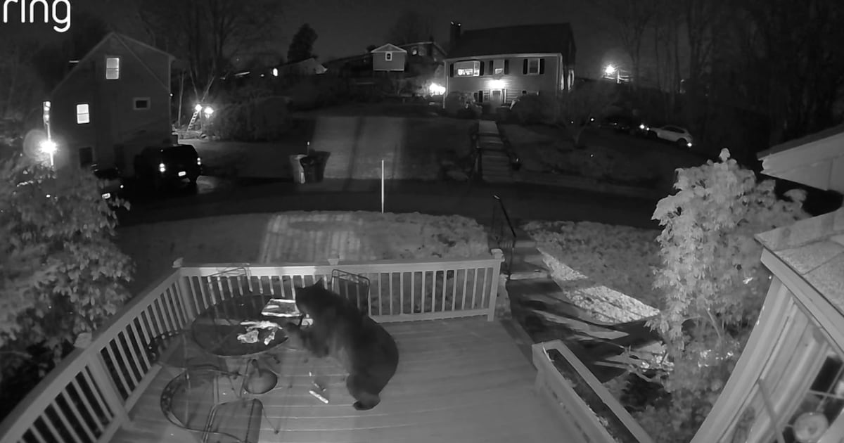 Black bear spotted on Ring camera in Waltham – Boston 25 News