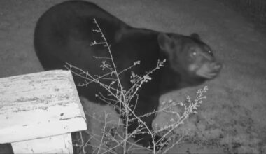 Butler County man warns neighbors of large bear spotted on his doorbell camera