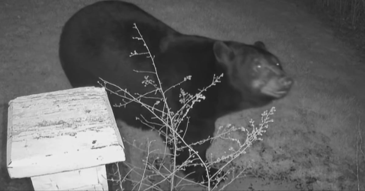 Butler County man warns neighbors of large bear spotted on his doorbell camera
