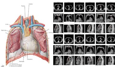 Your Thymus and Your Healthspan