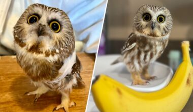 Pocket-sized owl rescued in Massachusetts – NBC Boston