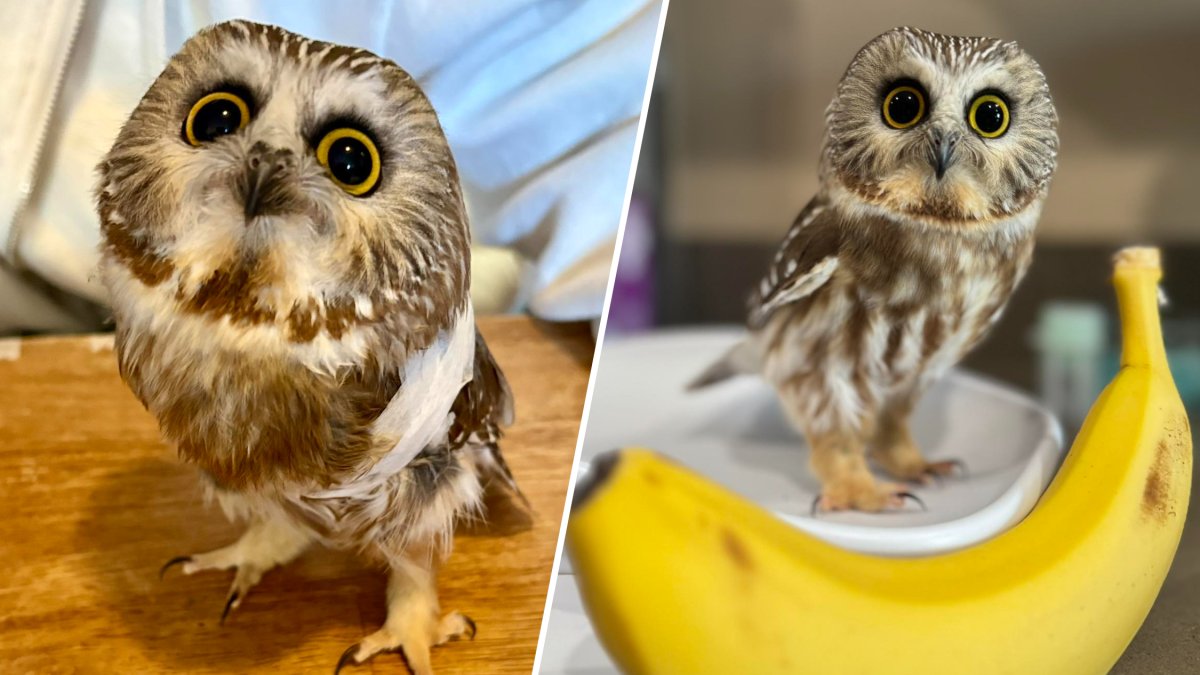 Pocket-sized owl rescued in Massachusetts – NBC Boston