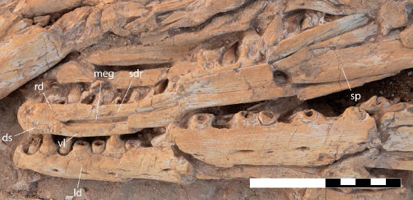Pluridens imelaki, holotype, close-up of the dentaries. Scale bar - 10 cm. Image credit: Nicholas R. Longrich & Nour-Eddine Jalil, doi: 10.3390/d18030159.