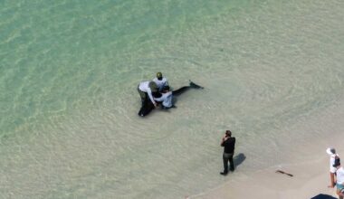 Small whale beached along shore of Pelican Bay in Collier County