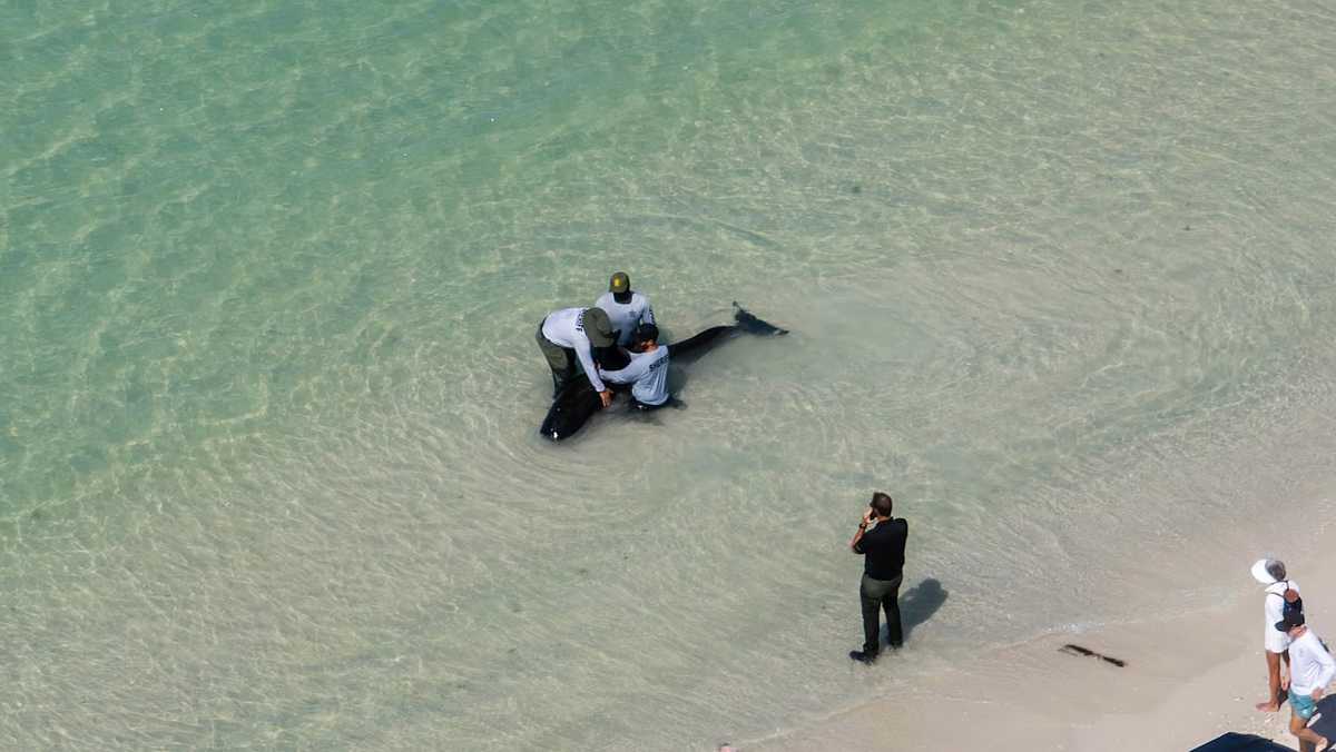 Small whale beached along shore of Pelican Bay in Collier County