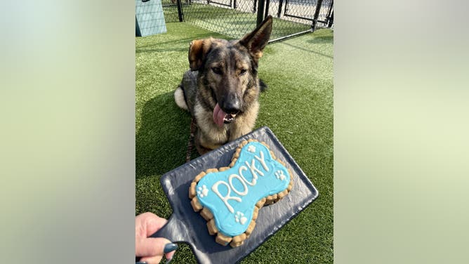 german shepherd with cake