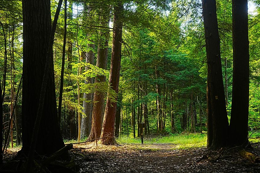 Morgan-Monroe State Forest