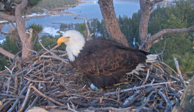 Big Bear bald eagle Jackie lays another egg after losing initial clutch