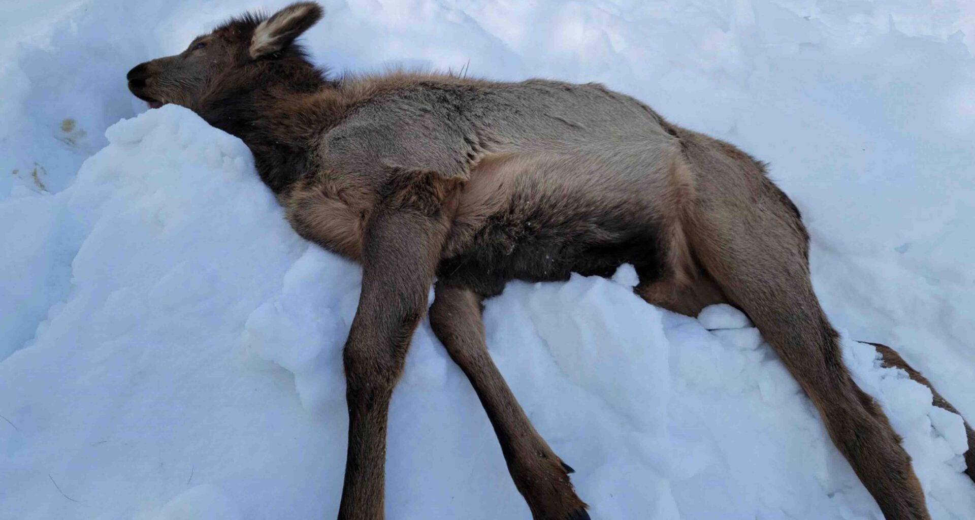 Cowboy State Daily logo