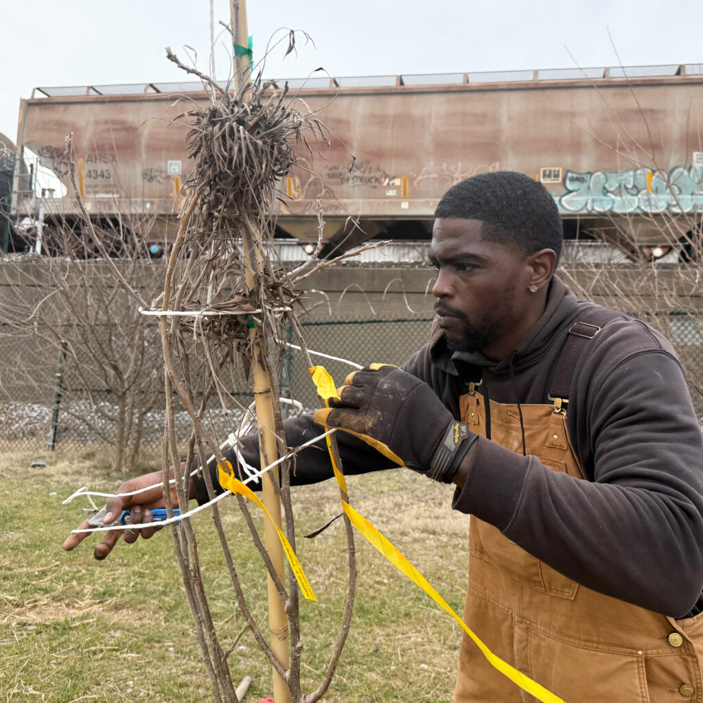 Kevin Alcon, a TreesLouisville Green Team technician, plants an oak tree in New Oak Park as part of the nonprofit’s assisted tree migration program. Credit: Mike Hayman/TreesLouisville