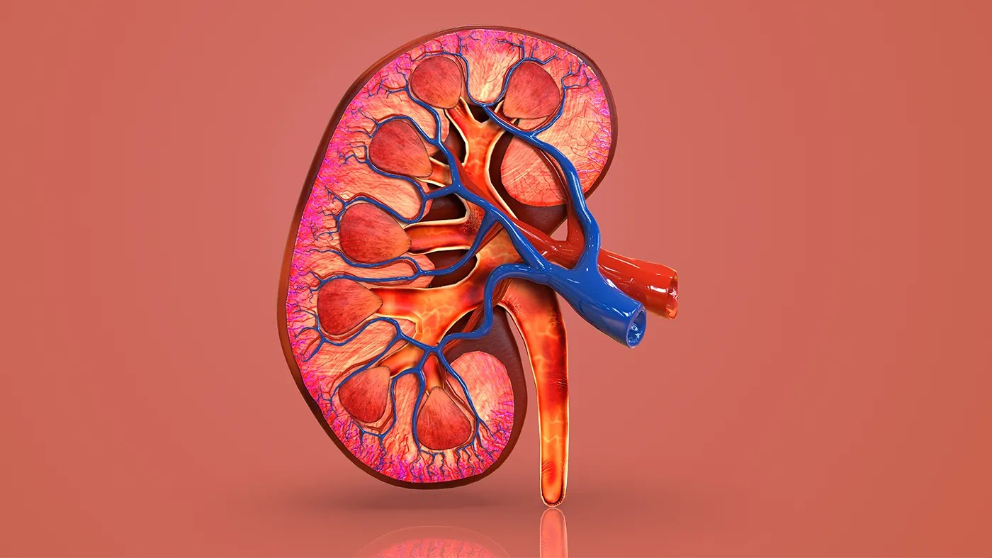 A detailed medical illustration of a human kidney showing blood vessels and internal structures, used to highlight awareness of kidney disease.