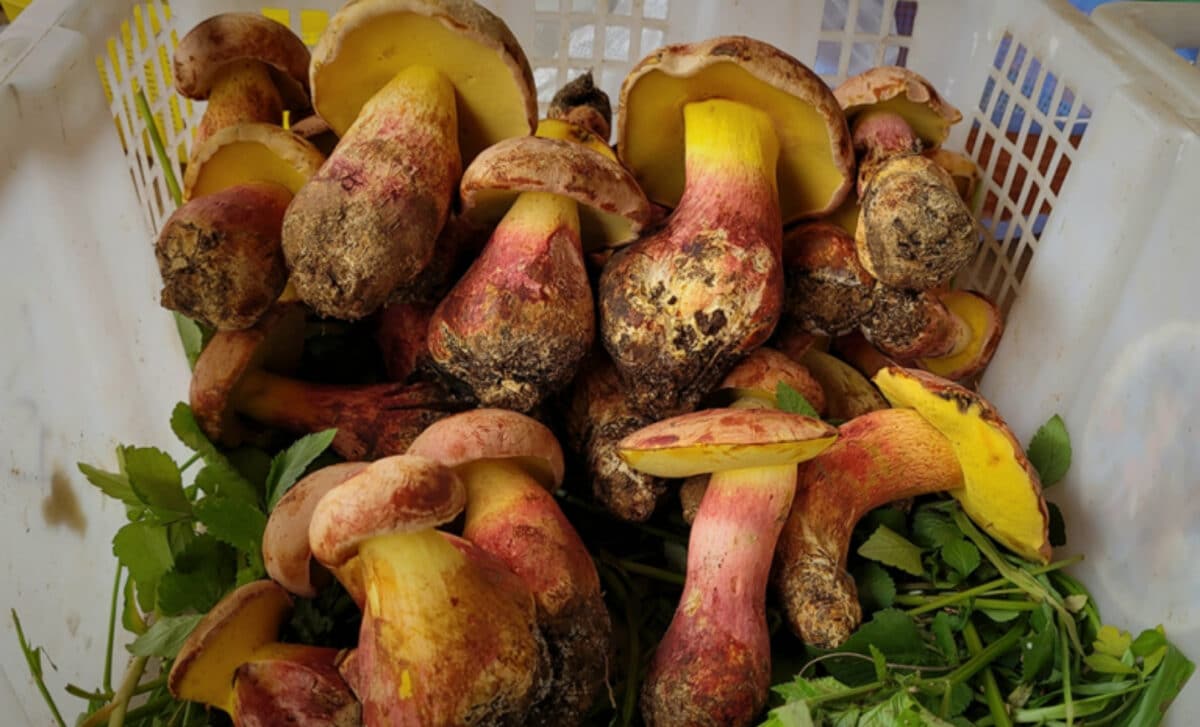  Lanmaoa Asiatica Mushroom. Locals Call It Jian Shou Qing, Which Roughly Translates To “turns Blue In The Hand,” A Reference To Its Rapidly Changing Colors When Touched