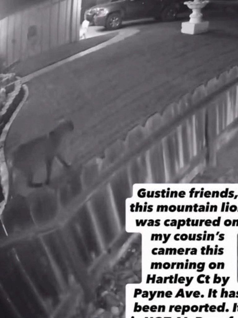 Security camera footage of a mountain lion near a parked vehicle at night.