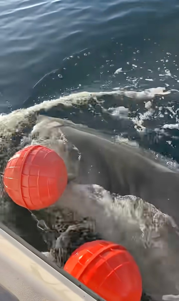 A great white shark, nicknamed Contender, surfaces next to a boat's bright orange buoys in the water.