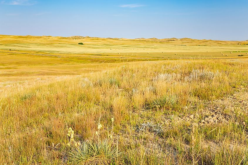 Little Missouri National Grassland is the largest national grassland in the US.