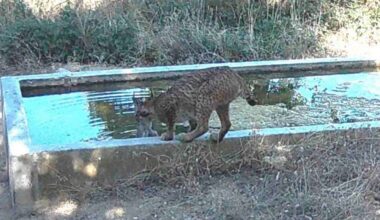 A wild lynx walks along the edge of a concrete water trough surrounded by dry grass and bushes in a natural outdoor setting.