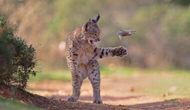 'Flying Rodent' photo of lynx wins Wildlife Photographer of the Year award