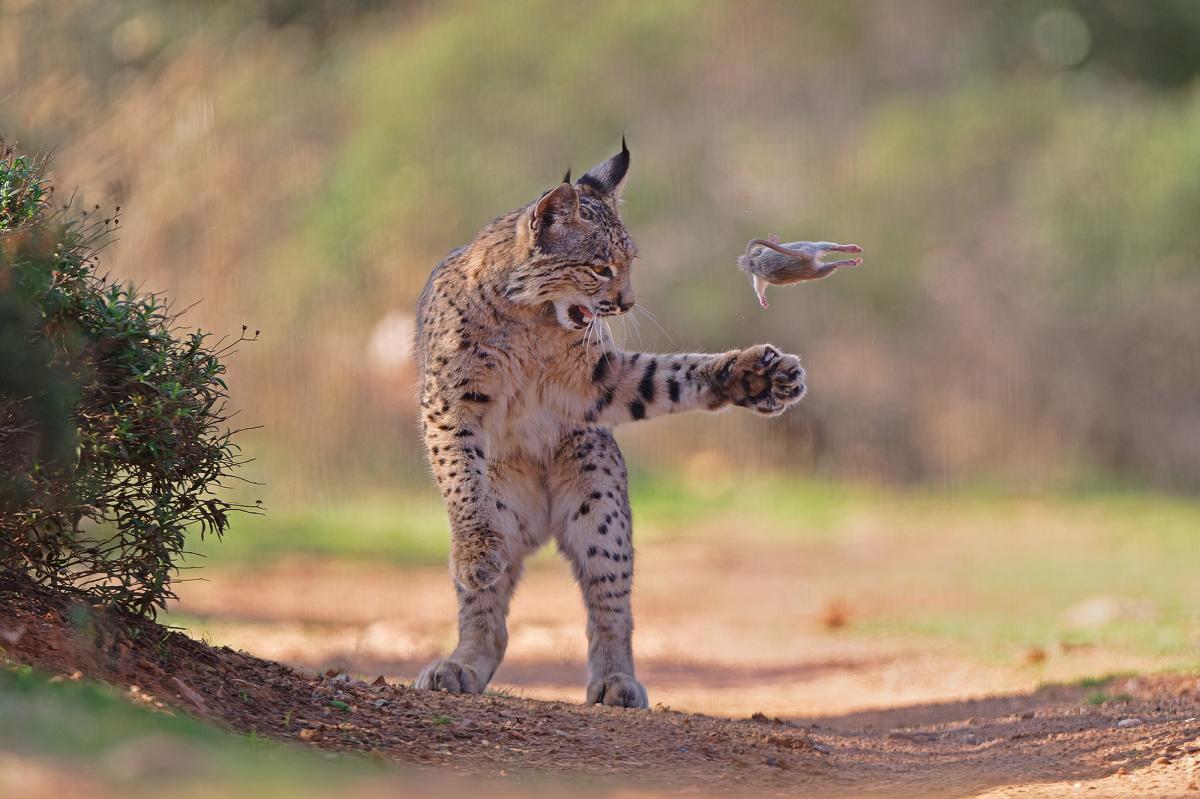 'Flying Rodent' photo of lynx wins Wildlife Photographer of the Year award