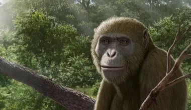 Scientists say we’ve been looking in the wrong place for human origins