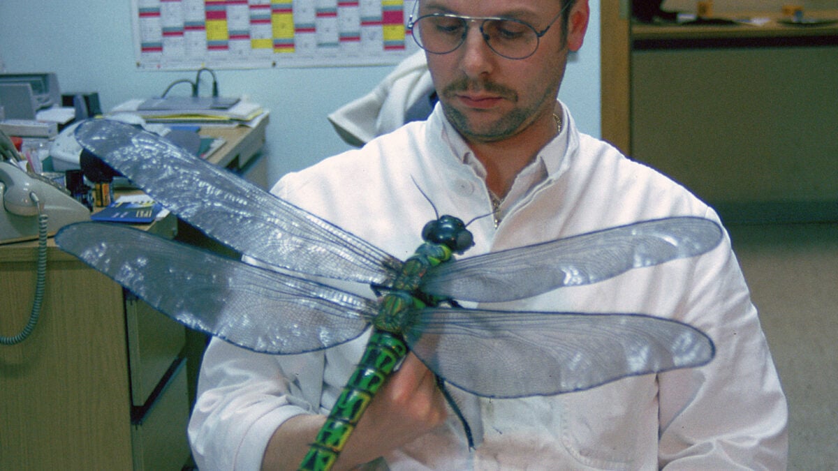 Study Challenges Popular Theory on Why Primordial Bugs Were So Darn Huge