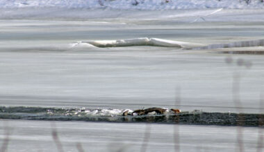 Moose found stuck in ice on Aroostook River