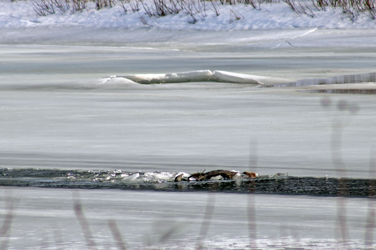 Moose found stuck in ice on Aroostook River