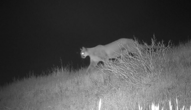 Mountain lion recorded on camera close to homes near Santee Lakes – NBC 7 San Diego