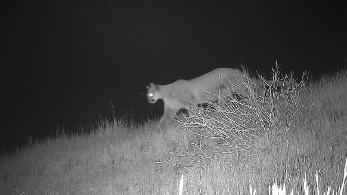 Mountain lion recorded on camera close to homes near Santee Lakes – NBC 7 San Diego