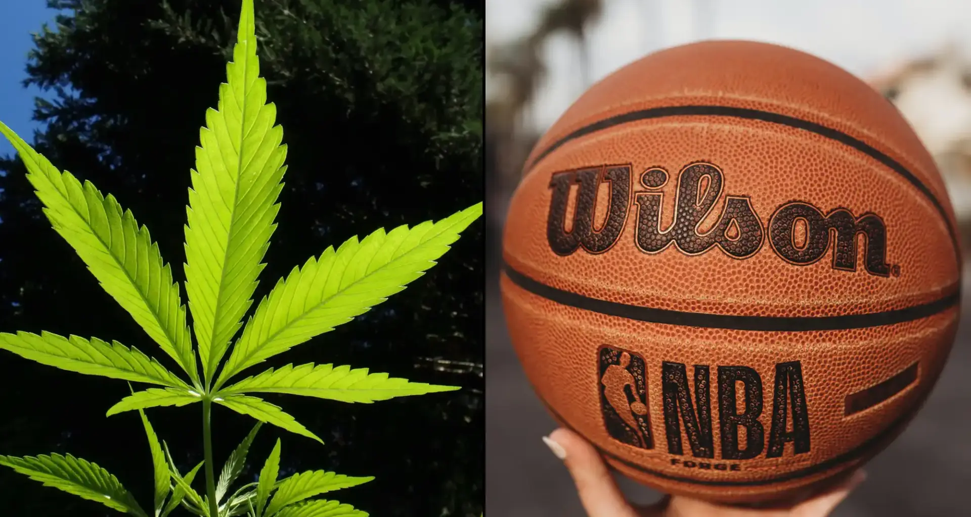 WNBA Offers To End Marijuana Testing For Women's Basketball Players As Part Of Reported Deal With Union