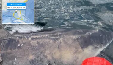 Massive great white 'Goodall' shark pings near Gulf Coast as spring breakers hit the beach