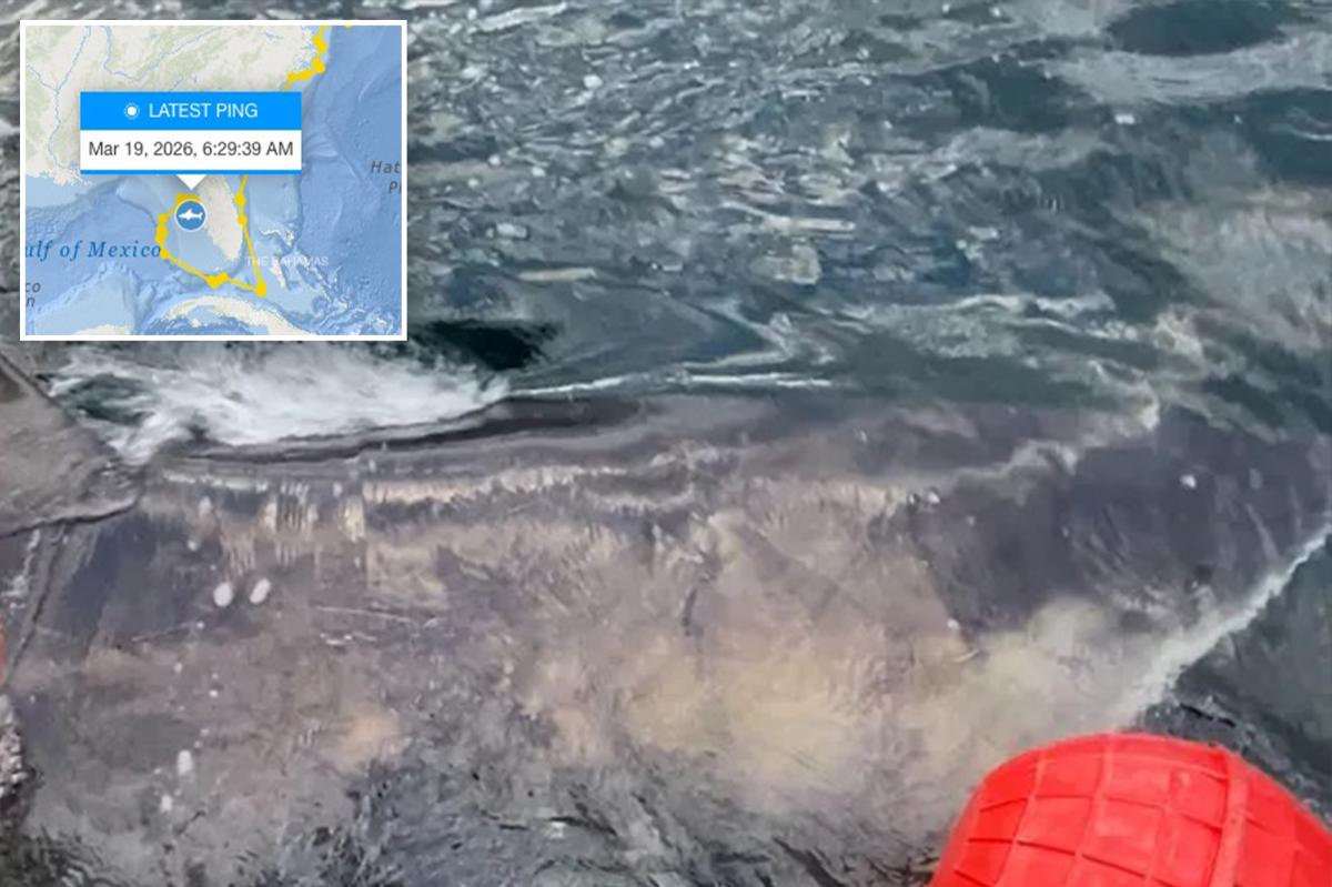 Massive great white 'Goodall' shark pings near Gulf Coast as spring breakers hit the beach