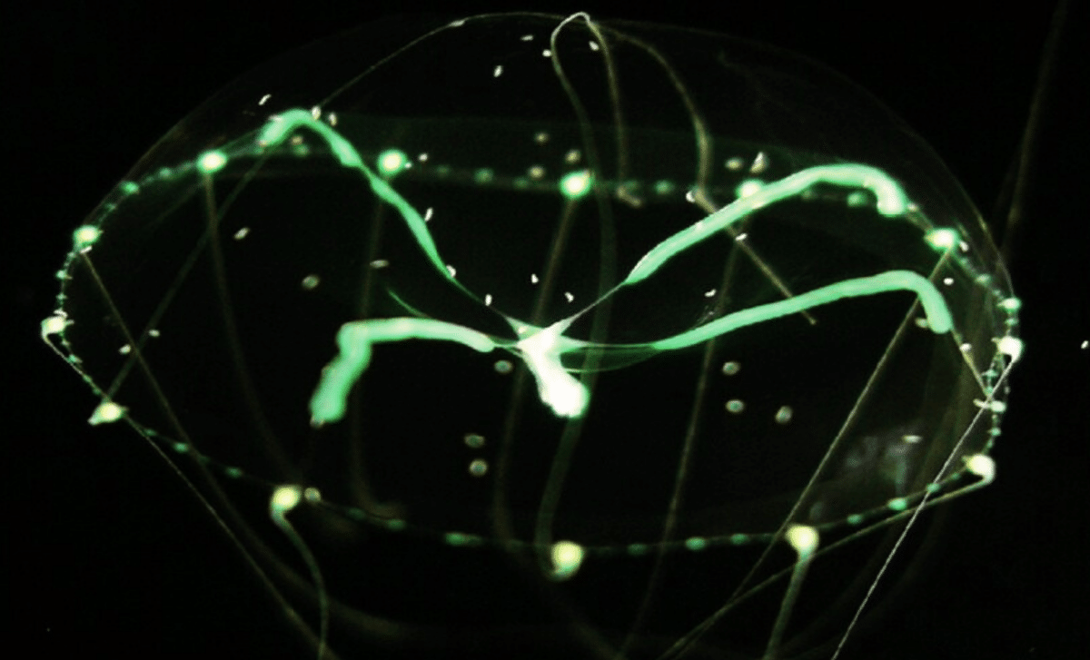 New Species With Milky Way Spots Discovered In Japan’s Coastal Waters