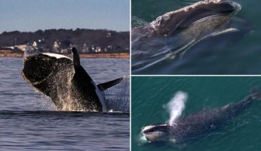 North Atlantic right whale spotting prompts boating restrictions along the East Coast
