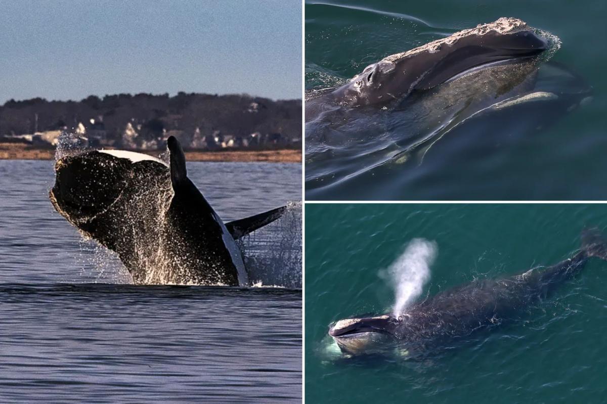 North Atlantic right whale spotting prompts boating restrictions along the East Coast