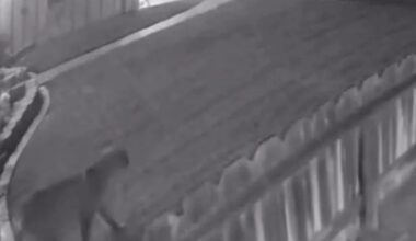 Mountain lion cub seen in Gustine, CA neighborhood