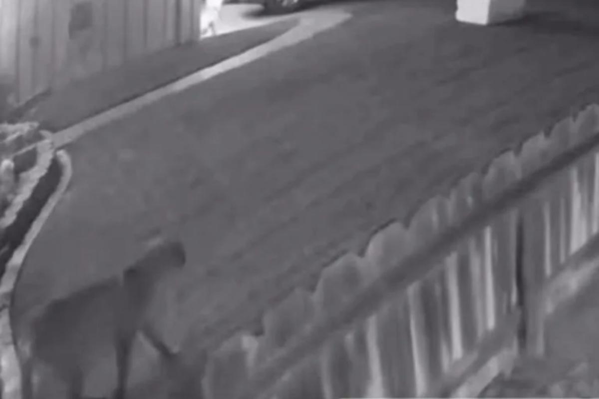 Mountain lion cub seen in Gustine, CA neighborhood