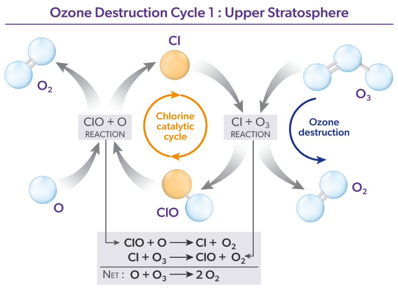Ozone destruction Cycle 1. The destruction of ozone in Cycle 1 involves two separate chemical reactions. The cycle can be considered to begin with either ClO or Cl. When starting with ClO, the first reaction is ClO with O to form Cl and O2. Then, Cl reacts with O3 and reforms ClO, consuming O3 in the process and forming another O2. The net or overall reaction is that of atomic oxygen (O) with ozone (O3), forming two oxygen molecules (O2). The cycle then begins again with another reaction of ClO with O. Chlorine is considered a catalyst for ozone destruction because Cl and ClO are reformed each time the reaction cycle is completed, and hence available for further destruction of ozone. Atomic oxygen is formed when solar ultraviolet (UV) radiation reacts with O3 and O2 molecules (see Figure Q1-3). Cycle 1 is most important in the stratosphere at tropical and middle latitudes, where solar UV radiation is most intense.