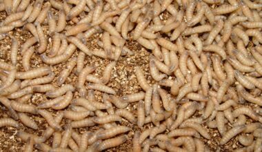 Cattlemen president says U.S. should remain vigilant on screwworm threat as summer approaches