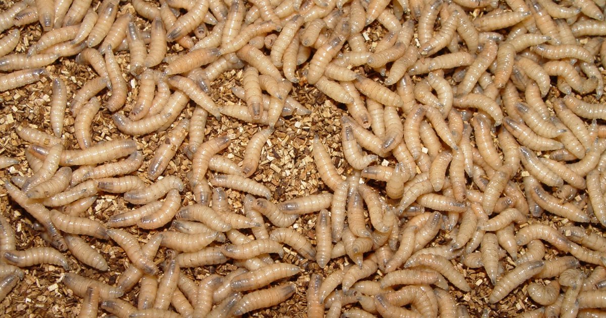 Cattlemen president says U.S. should remain vigilant on screwworm threat as summer approaches