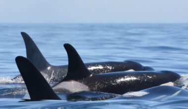 Orcas southern resident bigg's...